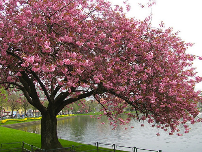 Cherry-Blossom-Tree-trees-19838736-500-375